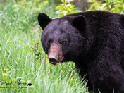 Black Bear Boar in the Mountains 