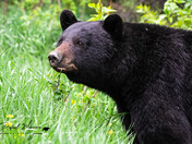 Black Bear Boar in the Mountains 