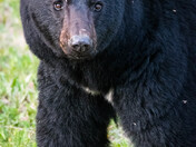 Black Bear Boar in the Mountains 