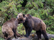 LET'S GET READY TO RUMBLE!