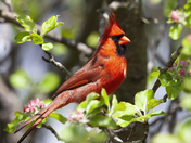 Male Northern Cardinal