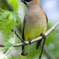 Previous upload