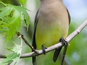 Cedar Waxwing