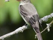 Flycatcher