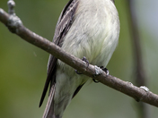 Flycatcher