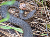 snail hitching a ride on a western terrestrial gardersnake