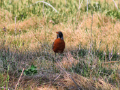 Spring Robin