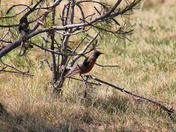 Spring Robin