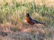Spring Robin