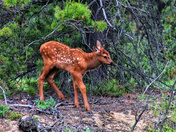 Baby Elk