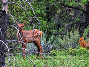 Baby Elk