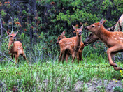 Baby Elk