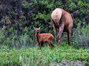 Baby Elk