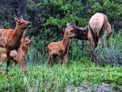 Baby Elk