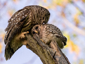 Barred Owl mom and Owlet