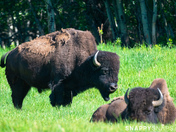 Plains Bison