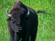 Plains Bison
