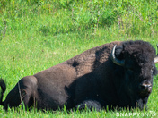 Plains Bison