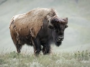 Waterton Park Bison