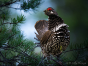 Spruce Grouse