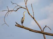 Blue Heron Morning Stretch