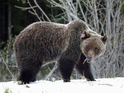 Kananaskis Grizzly
