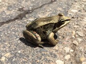 Wood Frog