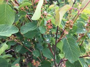 Saskatoons Soon!