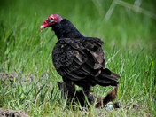 Turkey Vulture