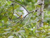 Blackburnian Warbler