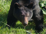 Black Bear