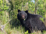 Black Bear