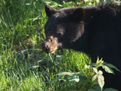 Black Bear