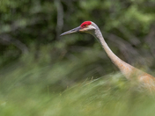 Sandhill Crane