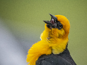 Yellow-Headed Blackbird