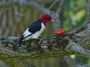 Red Headed Woodpecker