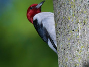 Red Headed Woodpecker
