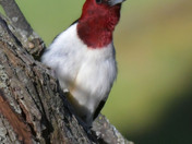 Red Headed Woodpecker