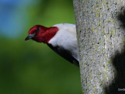 Red Headed Woodpecker