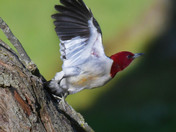 Red Headed Woodpecker