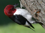 Red Headed Woodpecker
