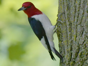Red Headed Woodpecker