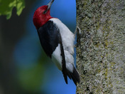 Red Headed Woodpecker