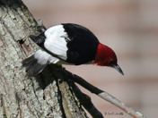 Red Headed Woodpecker