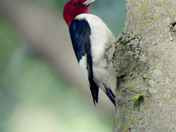 Red Headed Woodpecker