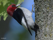 Red Headed Woodpecker