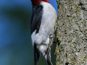 Red Headed Woodpecker