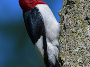 Red Headed Woodpecker