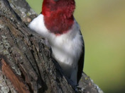 Red Headed Woodpecker