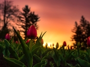 Spring Flowers At Sunrise